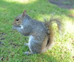 Squirrel in the park