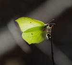 Äggläggande Citronfjäril i träd