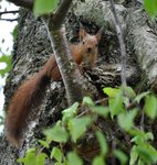 Lilla ekorren satt i bj&ouml;rken
