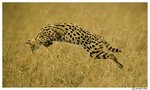 Serval cat hunting