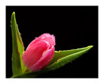 Pink Tulip