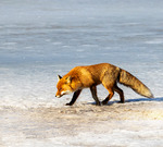 R&auml;ven raskar &ouml;ver isen!