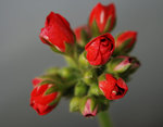 Pelargonknoppar