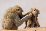 Pälsvård hos familjen babian, Samburu