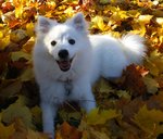 Snowball and autumnleaves