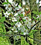 Plommonträd i blom