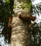 Tv&aring; buskorrar....