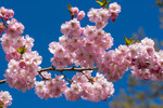 Körsbärsträdet blommar