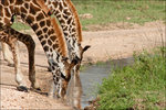 GIraffes. Serengeti NP, Tanzania