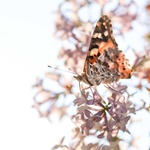 Vanessa cardui