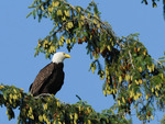 Bald eagle