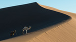 Dromedarer i Sahara