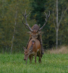 Kämpigt