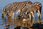 Zebras, Etocha