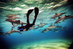 Att simma med delfiner