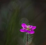 Snart har den blommat &ouml;ver