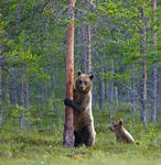 Björnhona med unge