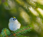 &Ouml;nskar alla en riktigt Glad P&aring;sk,,