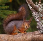 Mycket vaksam ekorre