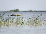 naturlig vassbekämpning