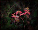 Ignotum rubrum plant