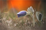 Pulsatilla vulgaris2