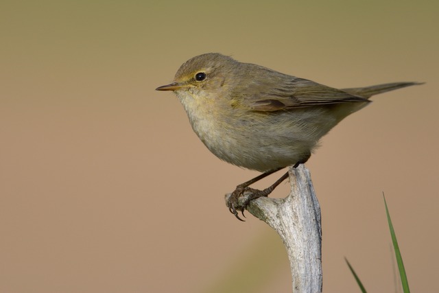 Visa medlem - one eagle - Fotosidan