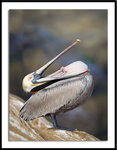 La Jolla Pelican