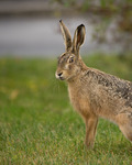 Hare