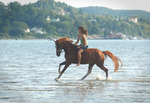 Galopp på stranden