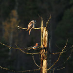 H&ouml;kugglans skr&auml;ck