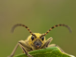 Grön blombock, Leptura virens