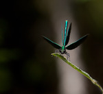 Bl&aring; jungfrusl&auml;nda