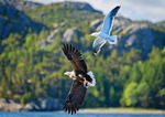 Eagle and seagul