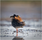 Brushane i praktdr&auml;kt.