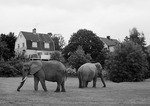 Elefanter i villakvarteret