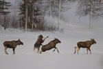 En älg jag känner!