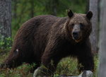 Snabbvisit vid gömslet av den stora ryska Björnen