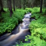 Bäcken i granskogen