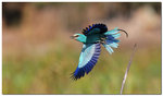 Abyssinian roller