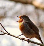 Sk&ouml;na maj v&auml;lkommen!