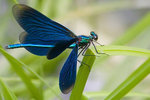 Calopteryx Virgo