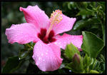 Hibiskus