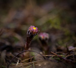 F&ouml;rsta v&aring;rtecknet