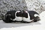 Af. Penguin 2