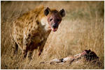 Hyena med byte II