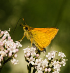 Liten &auml;ngssmygare.
