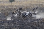 Common Zebra