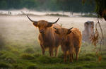 The Highland Cattle Of Gusemåla