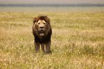 Lejon i Ngorongoro